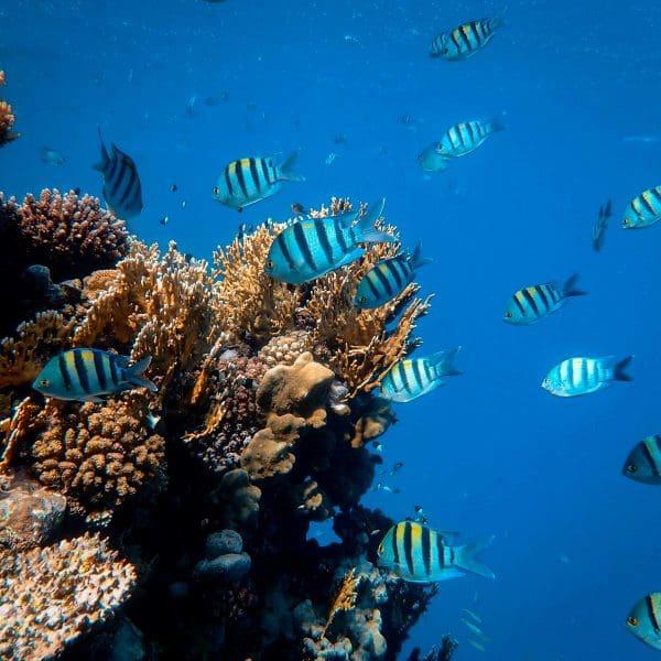 Explore vibrant red sea scuba diving locations, rich in marine life.