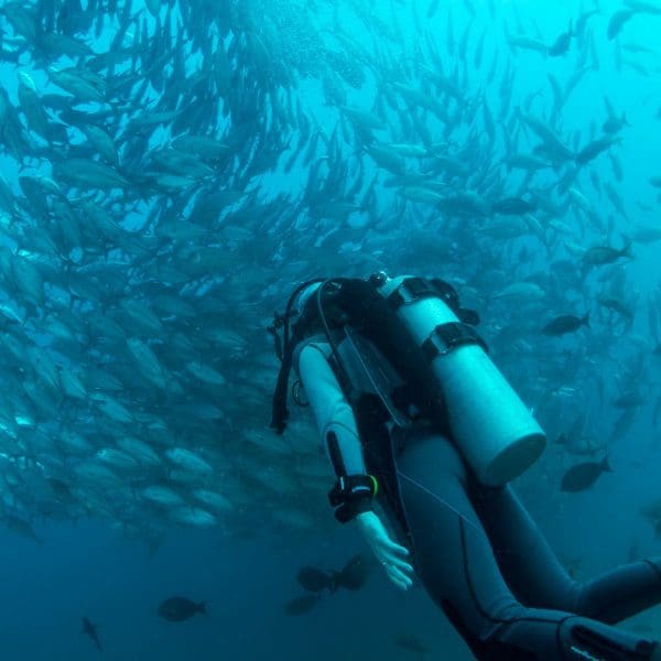 Diving expeditions tours