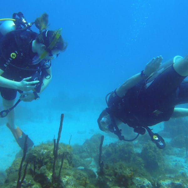 Dive into your open water certification journey, ready to explore the depths.