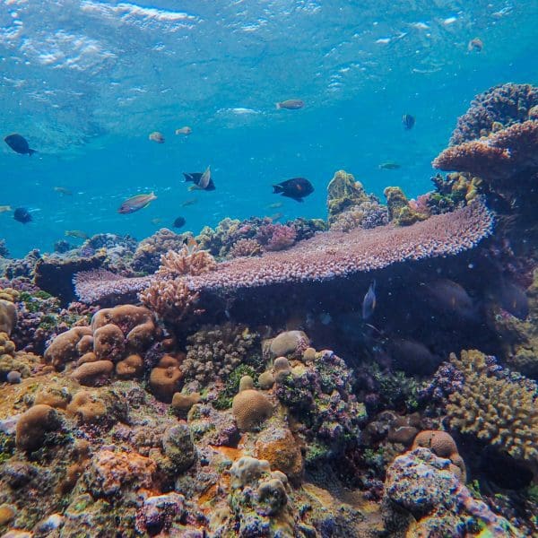 Colorful coral reef with diverse fish species.
