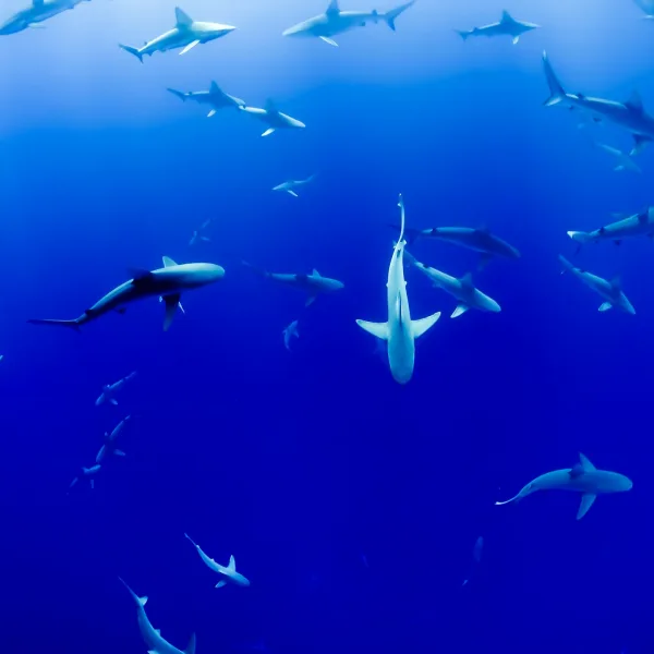 Advanced diver exploring vibrant coral reefs in the Galapagos Islands.