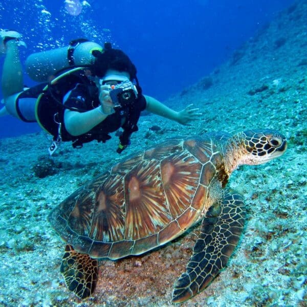 Diver photographing sea turtle underwater.