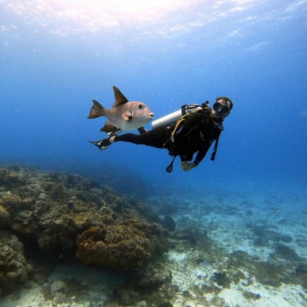 Scuba diver and fish underwater near coral reef.