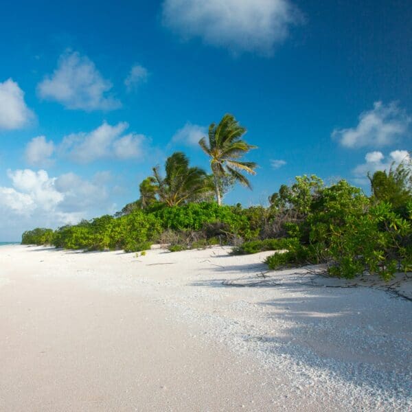 Tropical beach with palm trees and clear blue sky
