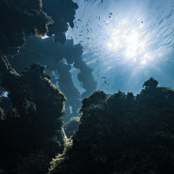 Sunlight illuminates underwater reef and fish.