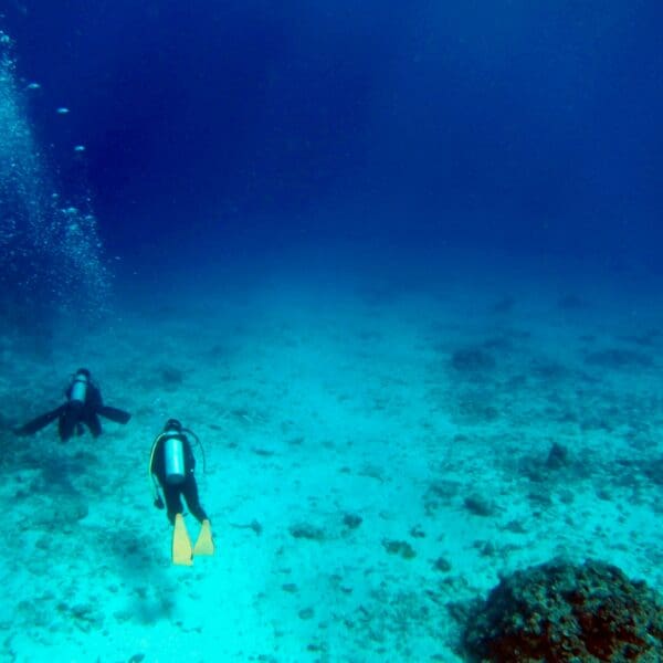 Two divers exploring underwater coral reef.