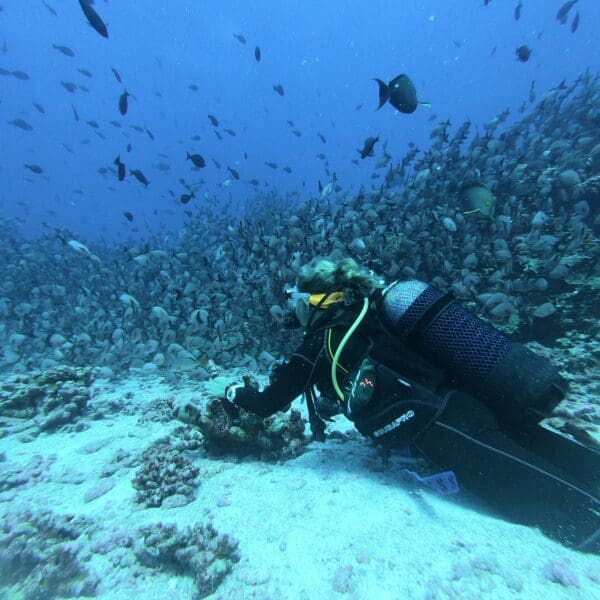 Diver among swarming fish in a coral reef.
