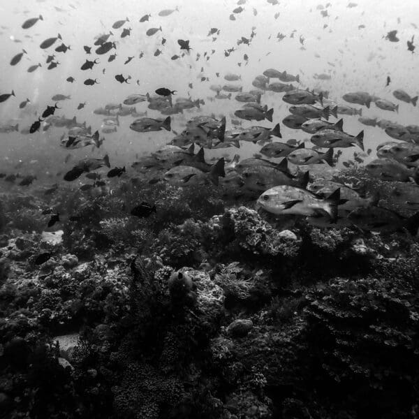 School of fish swimming over coral reef in ocean.