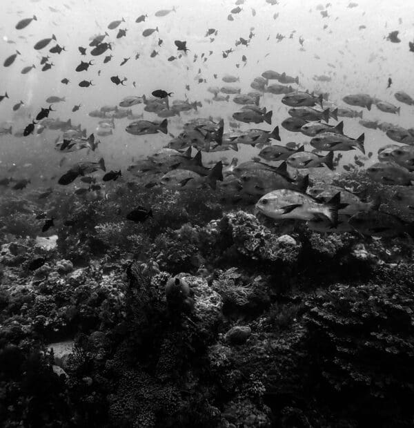 Best Destinations for Tech Diving Adventures: Explore the Unknown