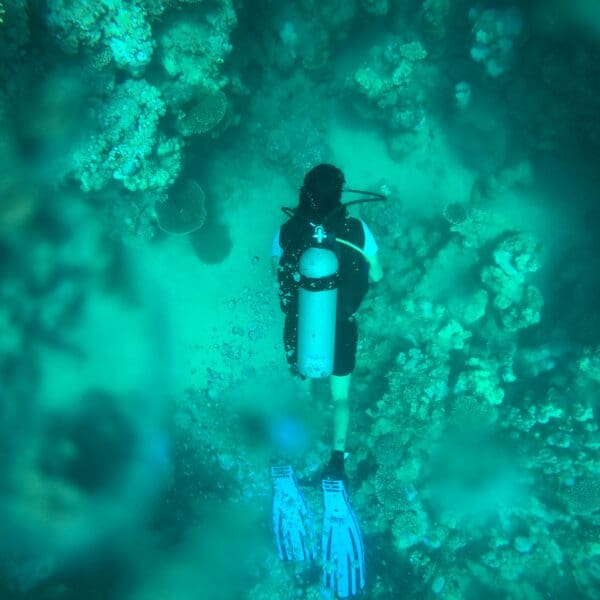 Scuba diver exploring vibrant coral reef underwater.