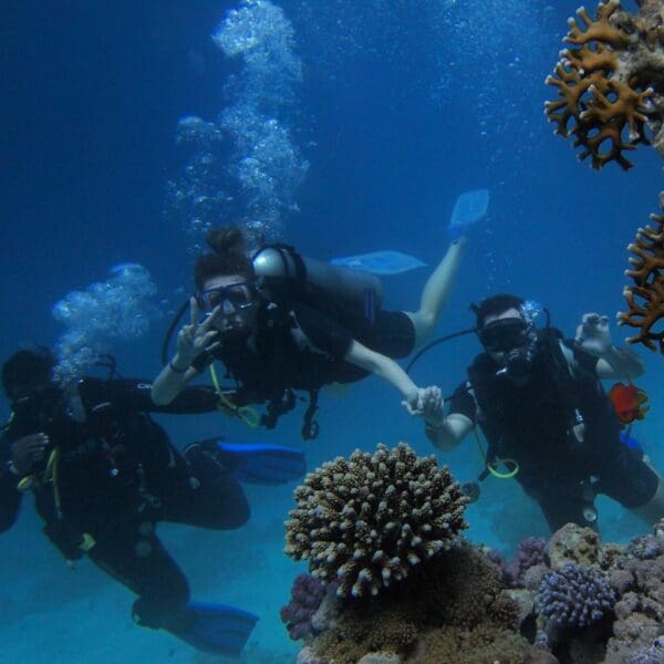 Scuba divers exploring vibrant coral reef underwater.