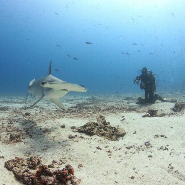 Hammerhead shark near diver in underwater scene