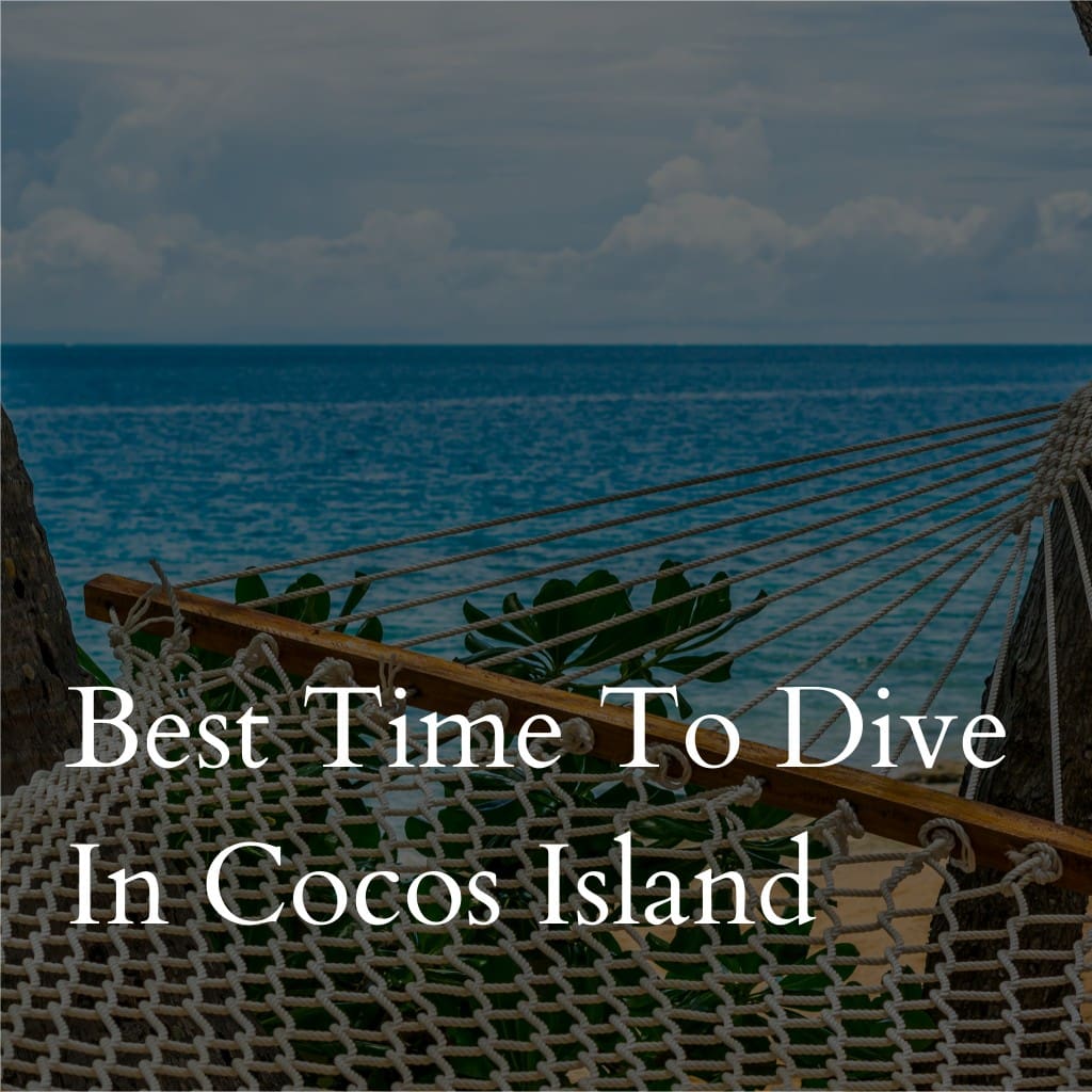Best time to dive in Cocos Island