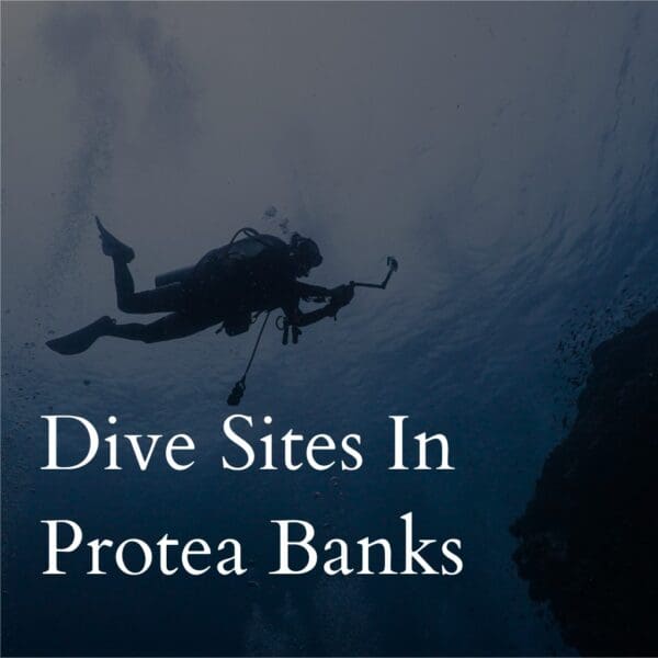 Diver exploring underwater at Protea Banks