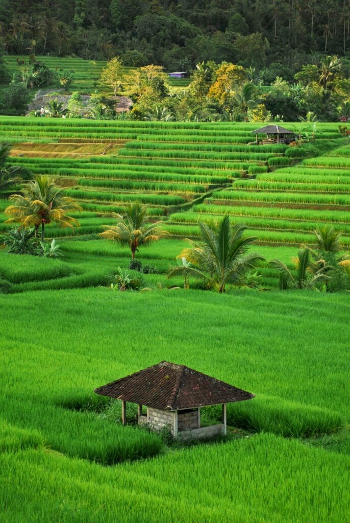 Lush green terraced rice fields with small hut
