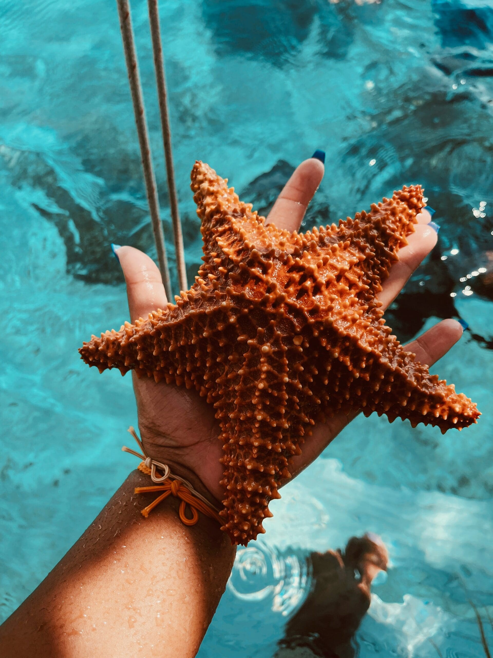 Person holding large starfish over water