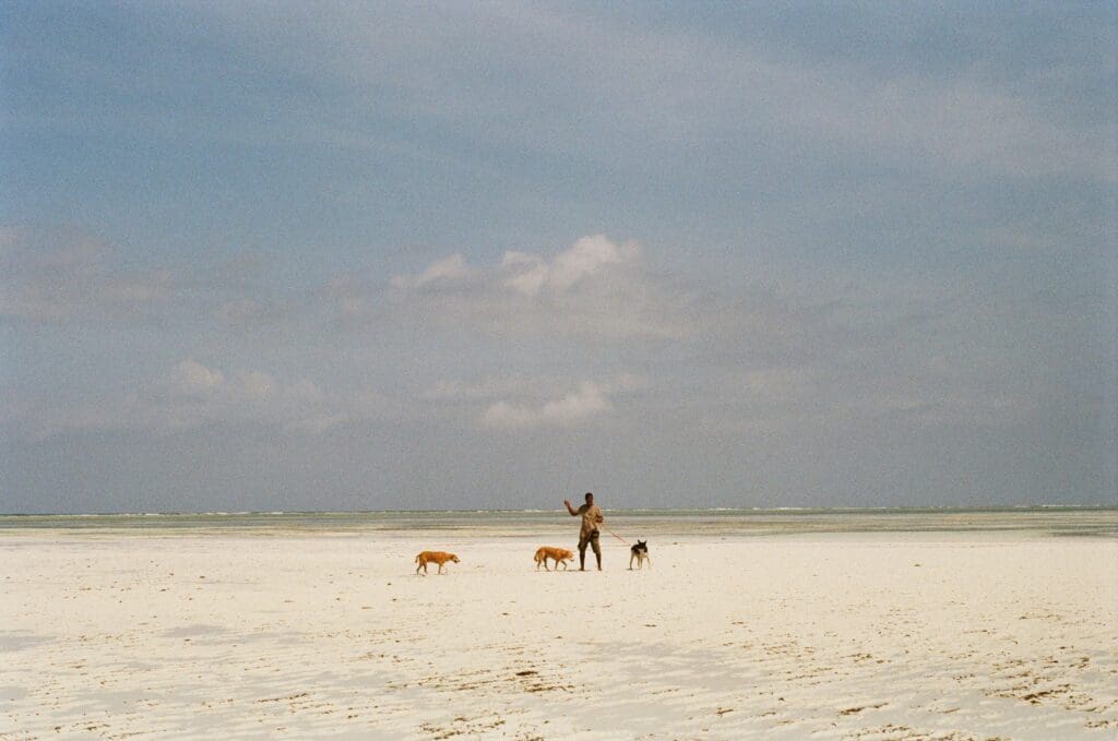 Man with dogs on expansive sandy beach
