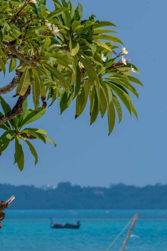 Tropical frangipani on tree overlooking ocean with boat