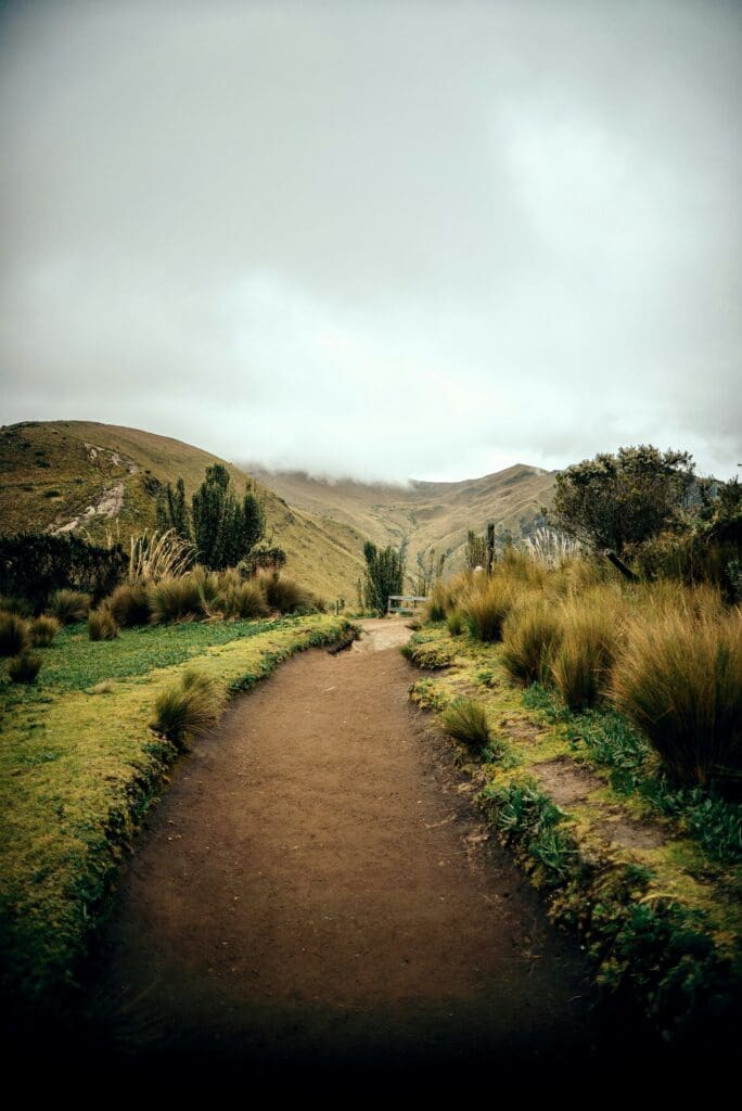 Misty mountain trail surrounded by lush greenery