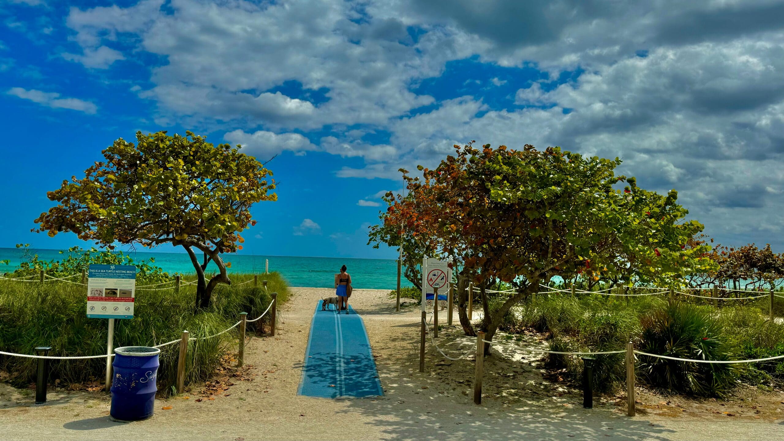 Path leading to sea with trees and person with dog