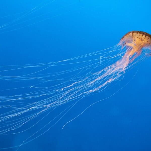 Orange jellyfish gliding in deep blue ocean water
