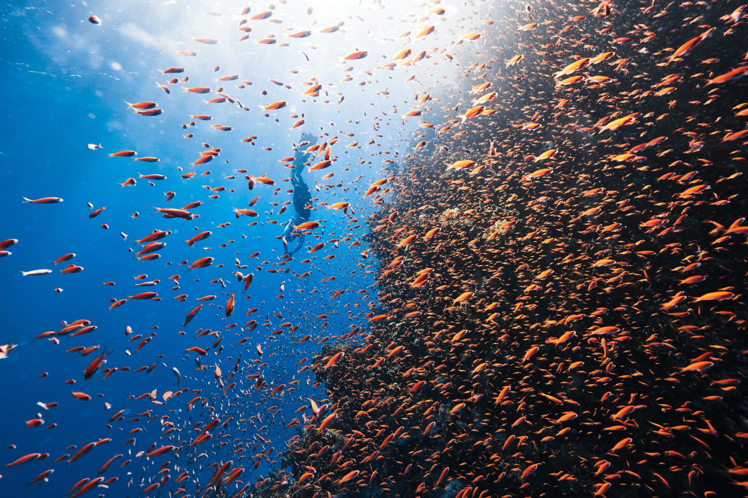 Dense school of orange fish underwater with sunlight