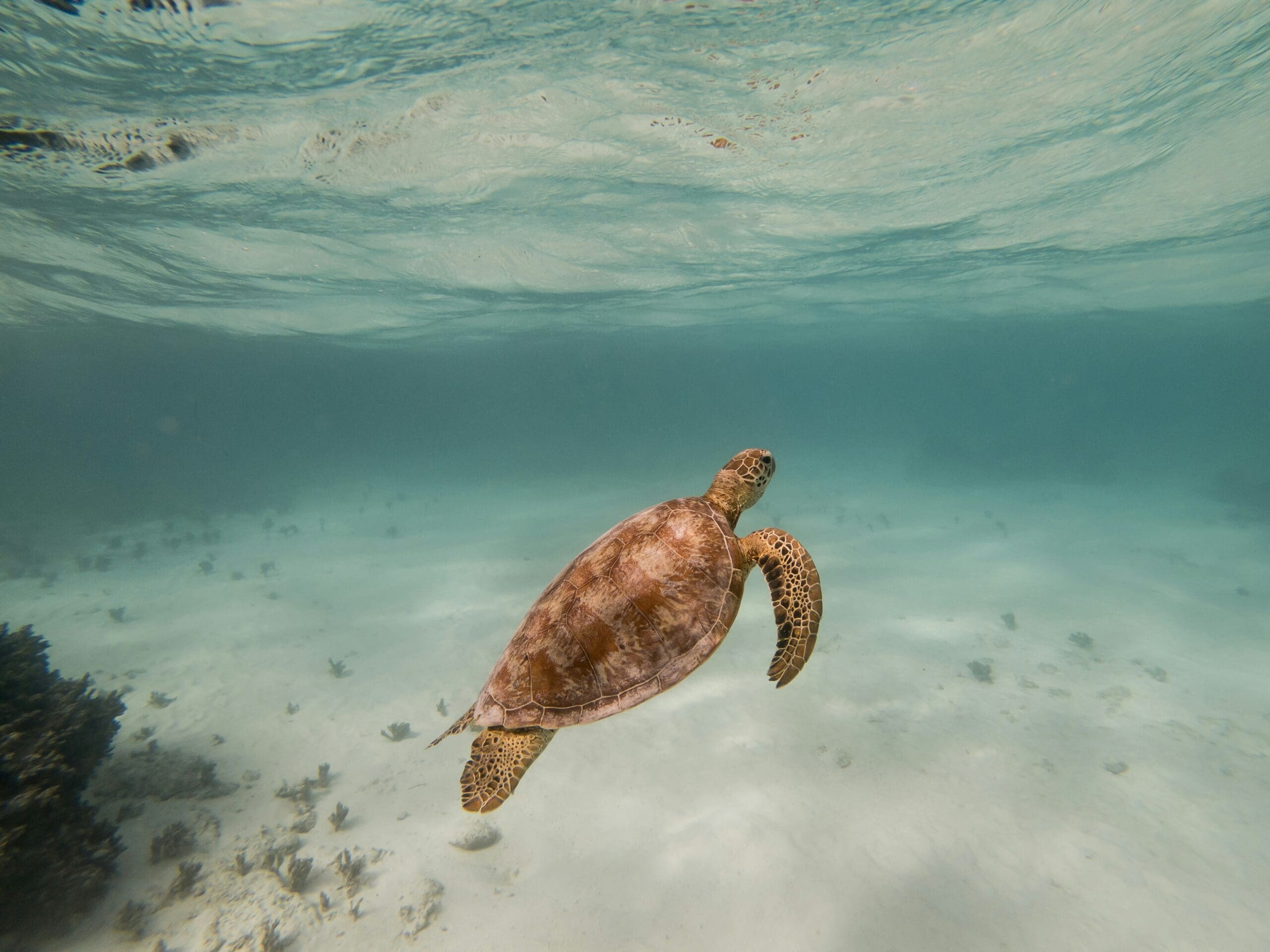 Sea turtle swimming near ocean floor, clear water