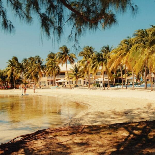 a beach with palm trees and people walking on it